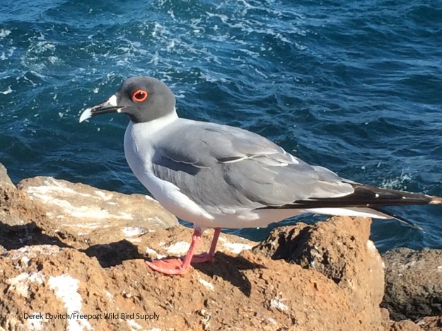 IMG_8496_Swallow-tailedGull1_edited-1