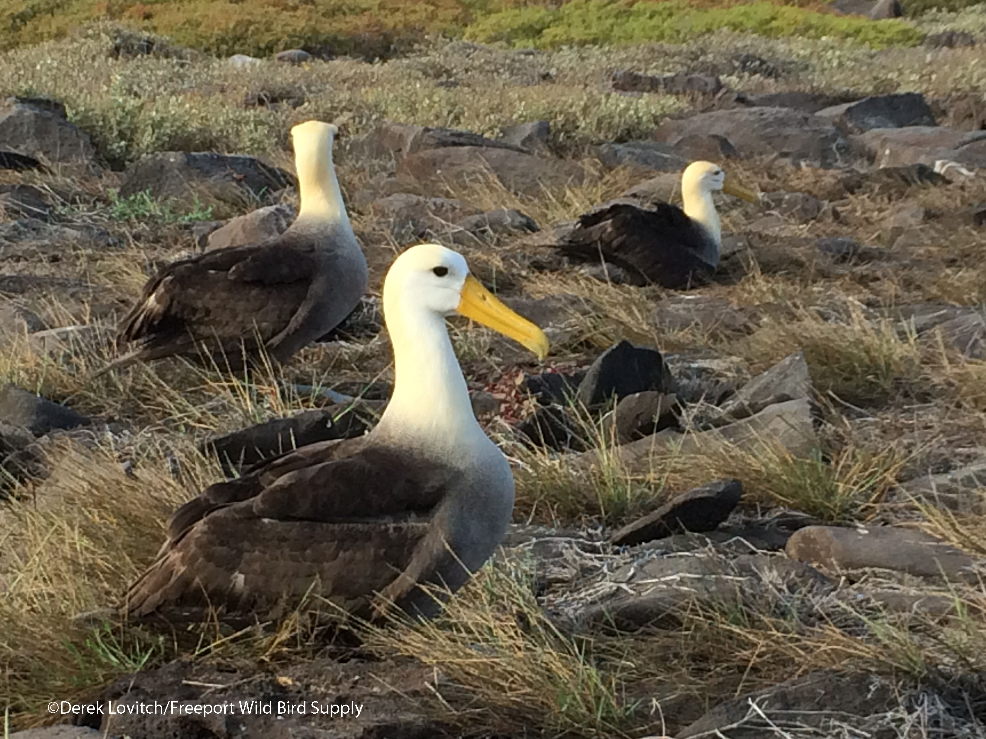 IMG_8689_WAAV_edited-1