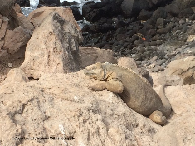 LandIguana