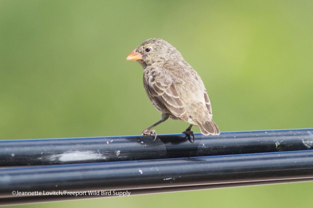 largerSmallGround-Finch