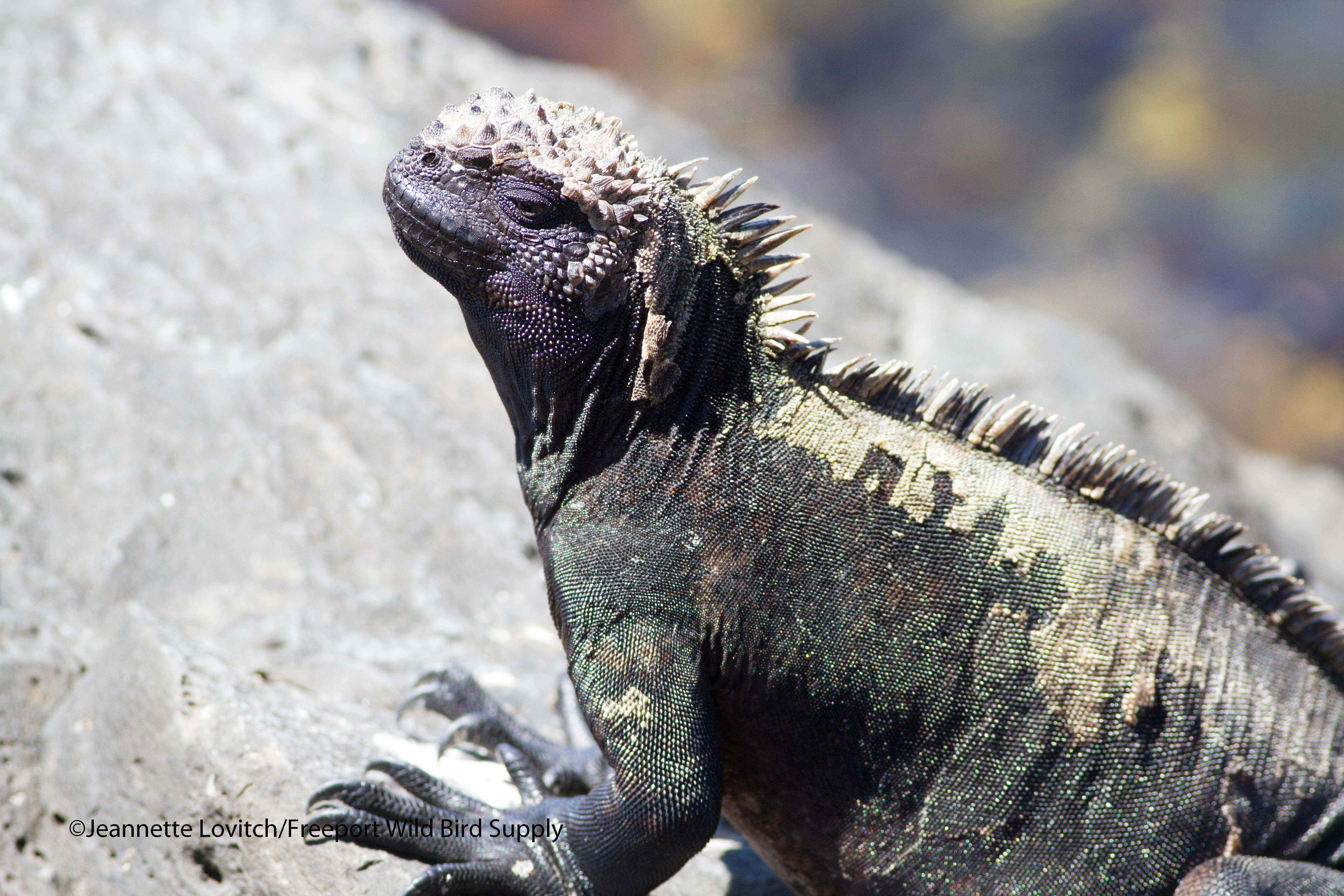 Marine Iguana