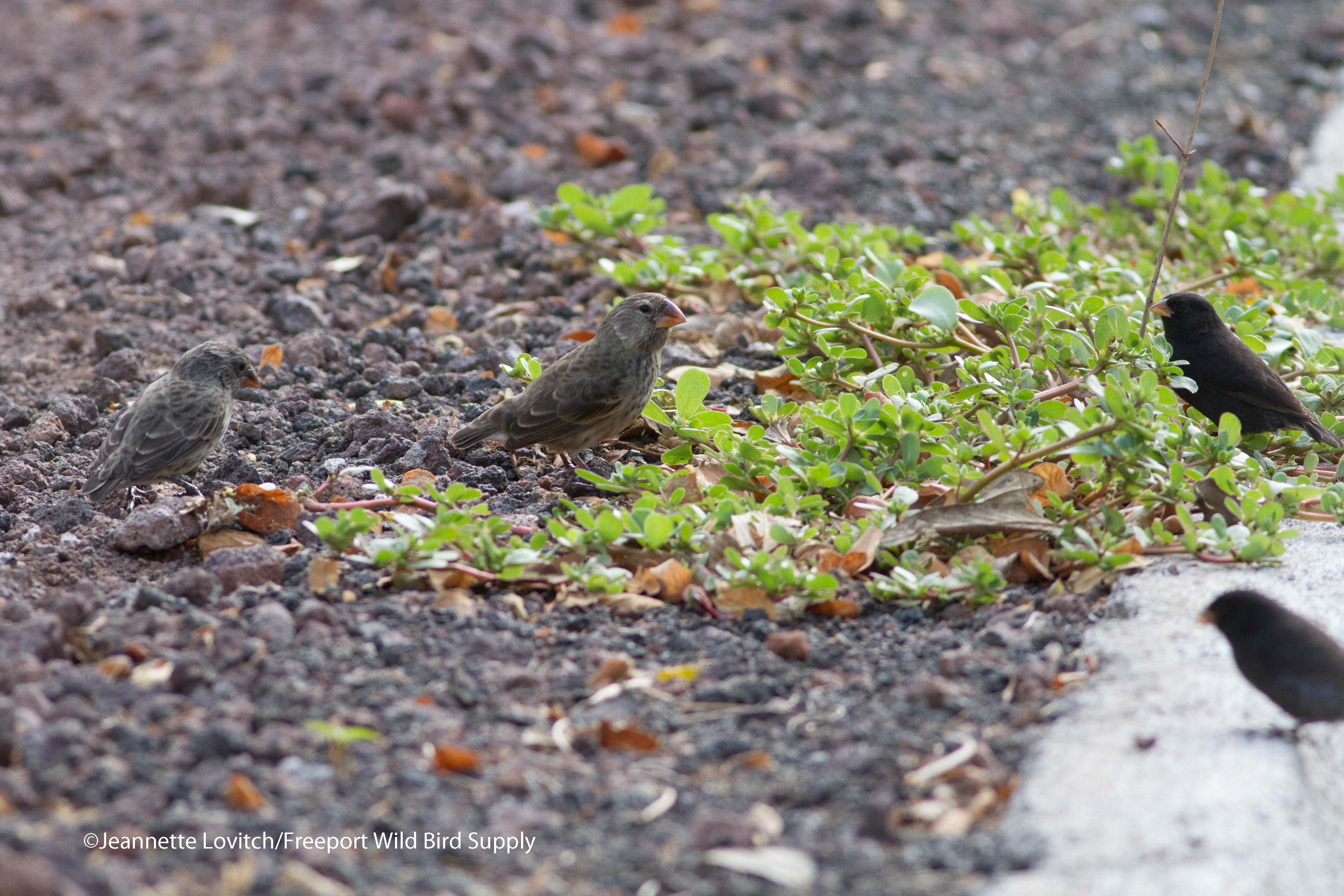 Medium Ground-Finch