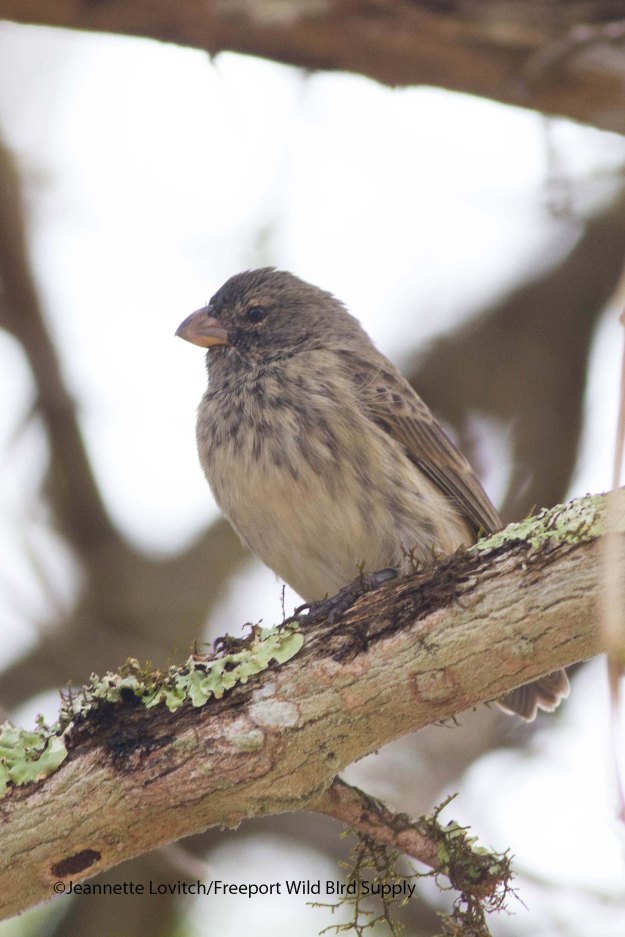 MediumTreeFinch