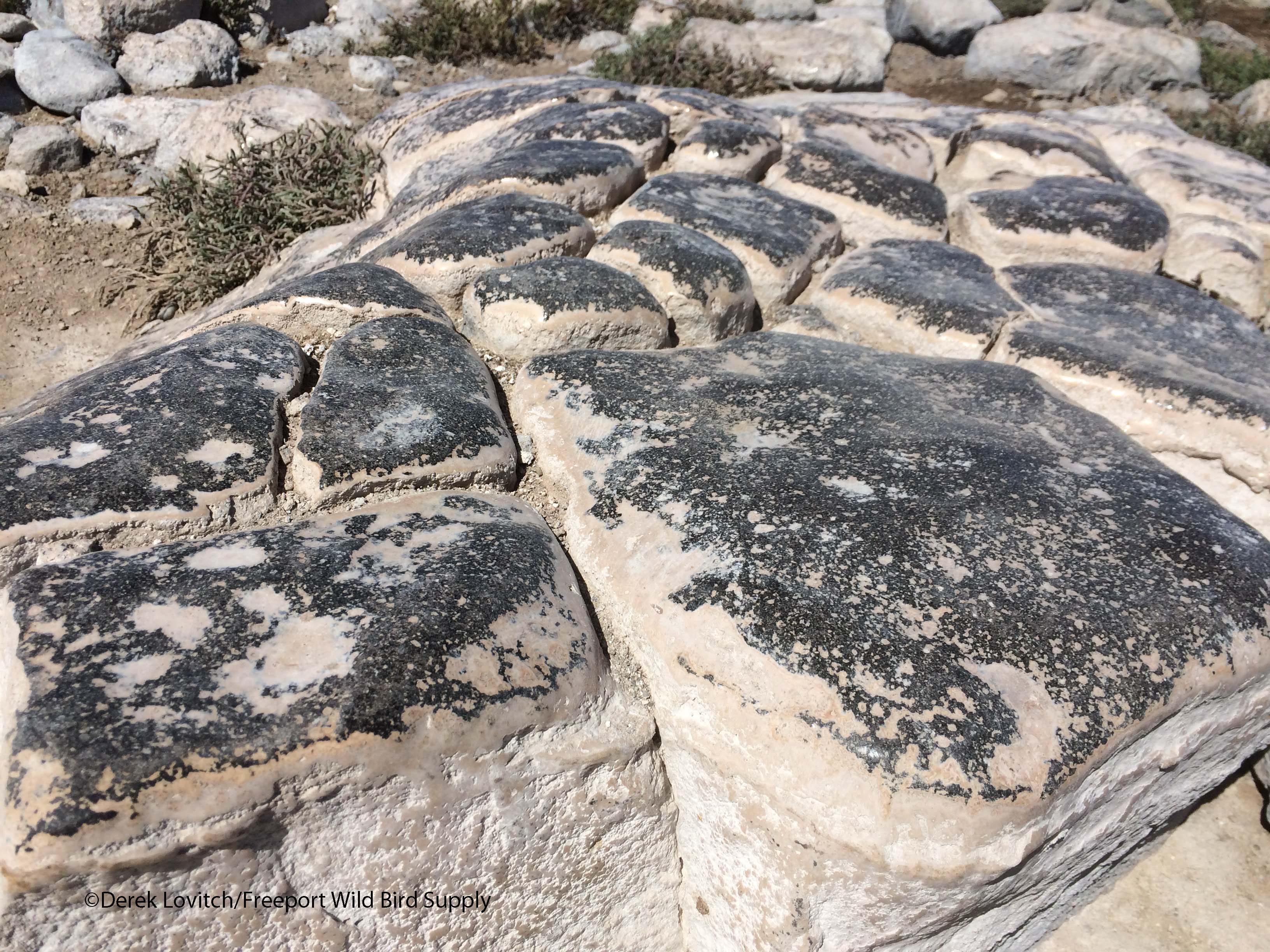 petrifiedSeaLionpoop