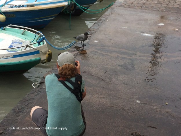 photographingLavaGull1