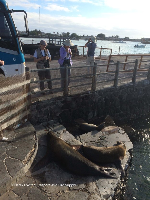 Sea Lions at dock