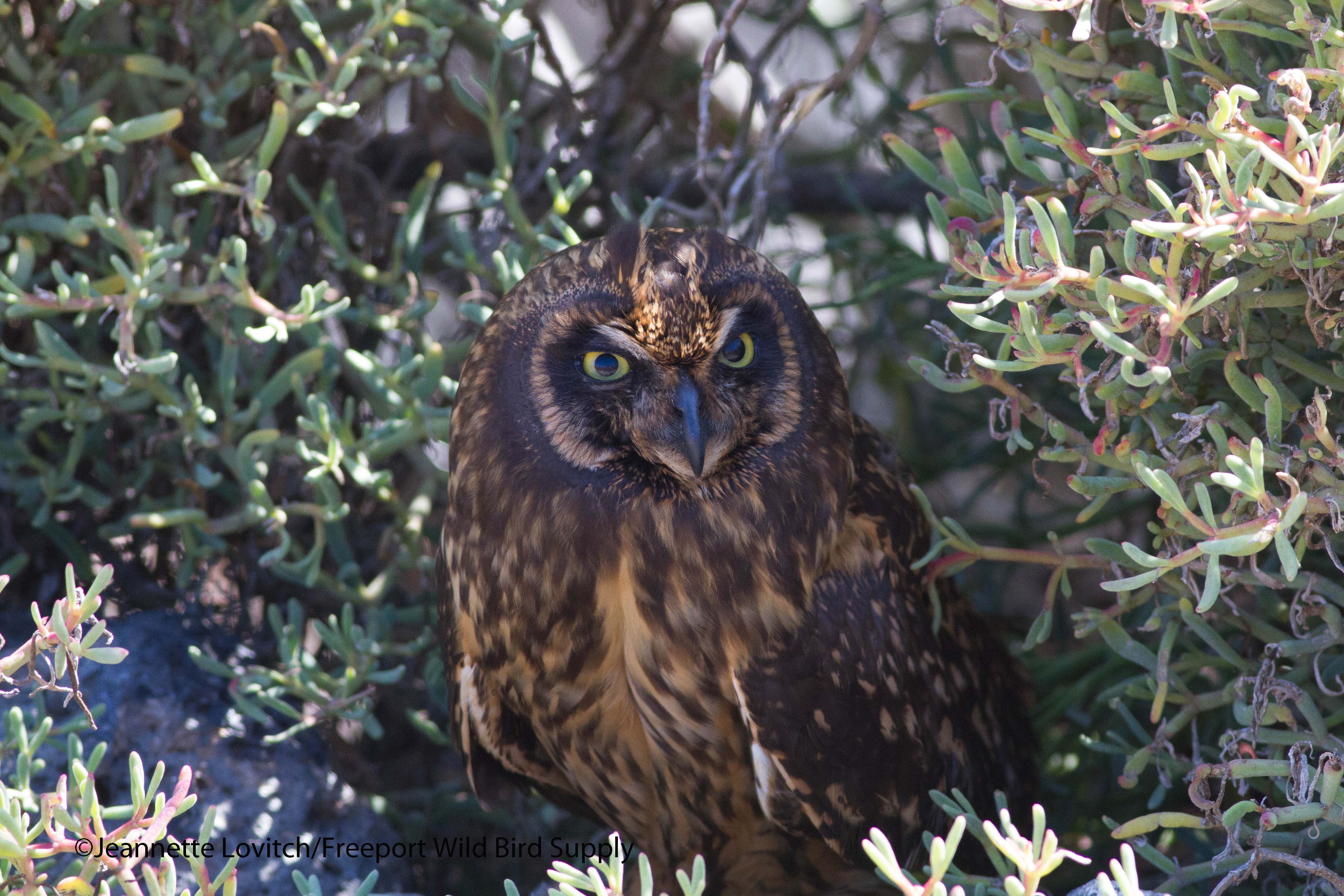 Short-earedOwl