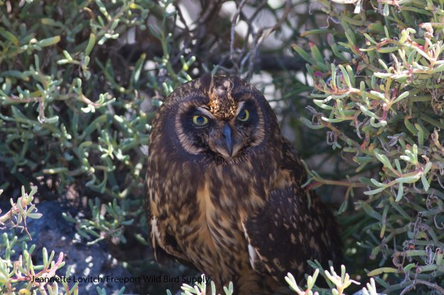 Short-earedOwl
