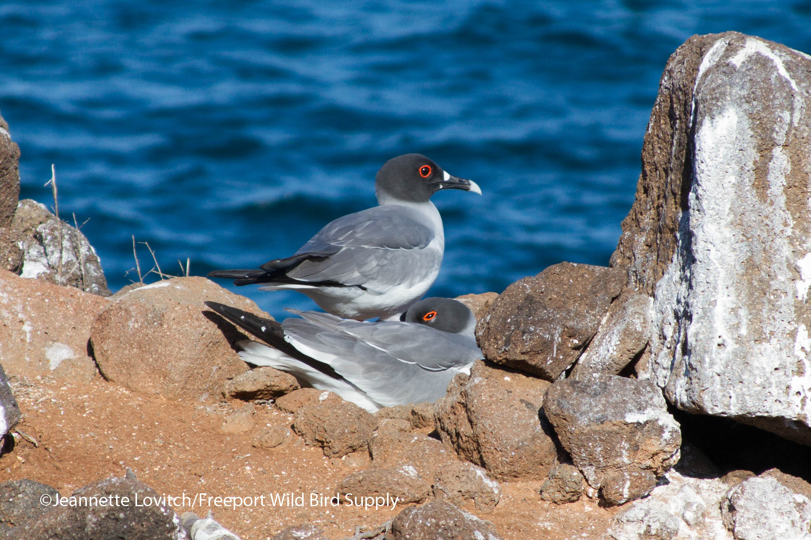 Swallow-tailed Gull