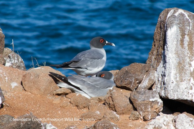 Swallow-tailed Gull