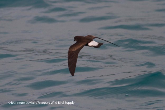 Wedge-rumped Storm-Petrel