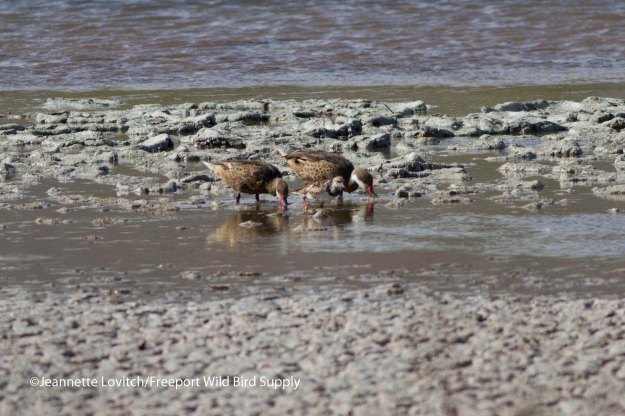 White-cheekedPintailandRUTU