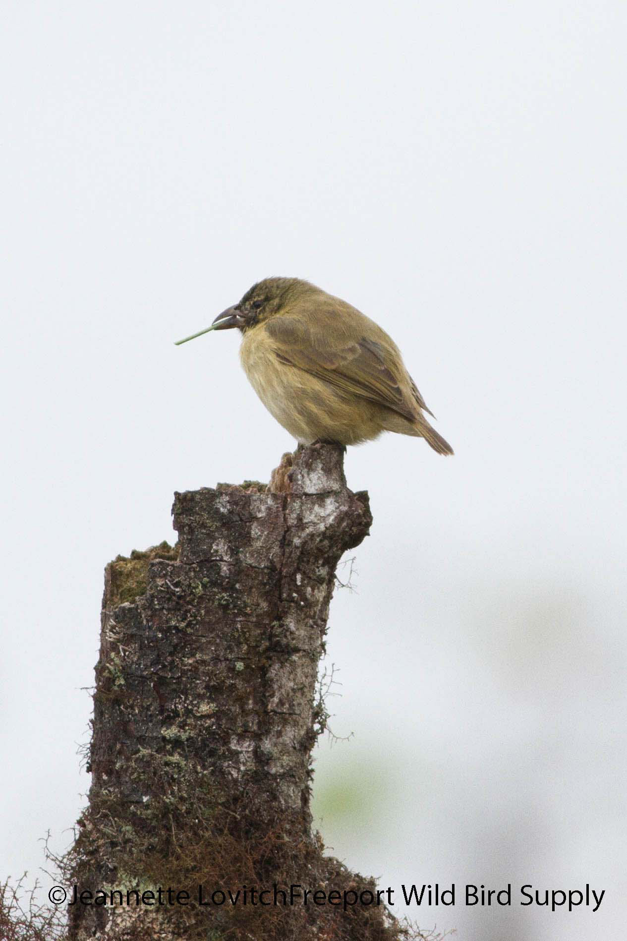 Woodpecker Finch with tool