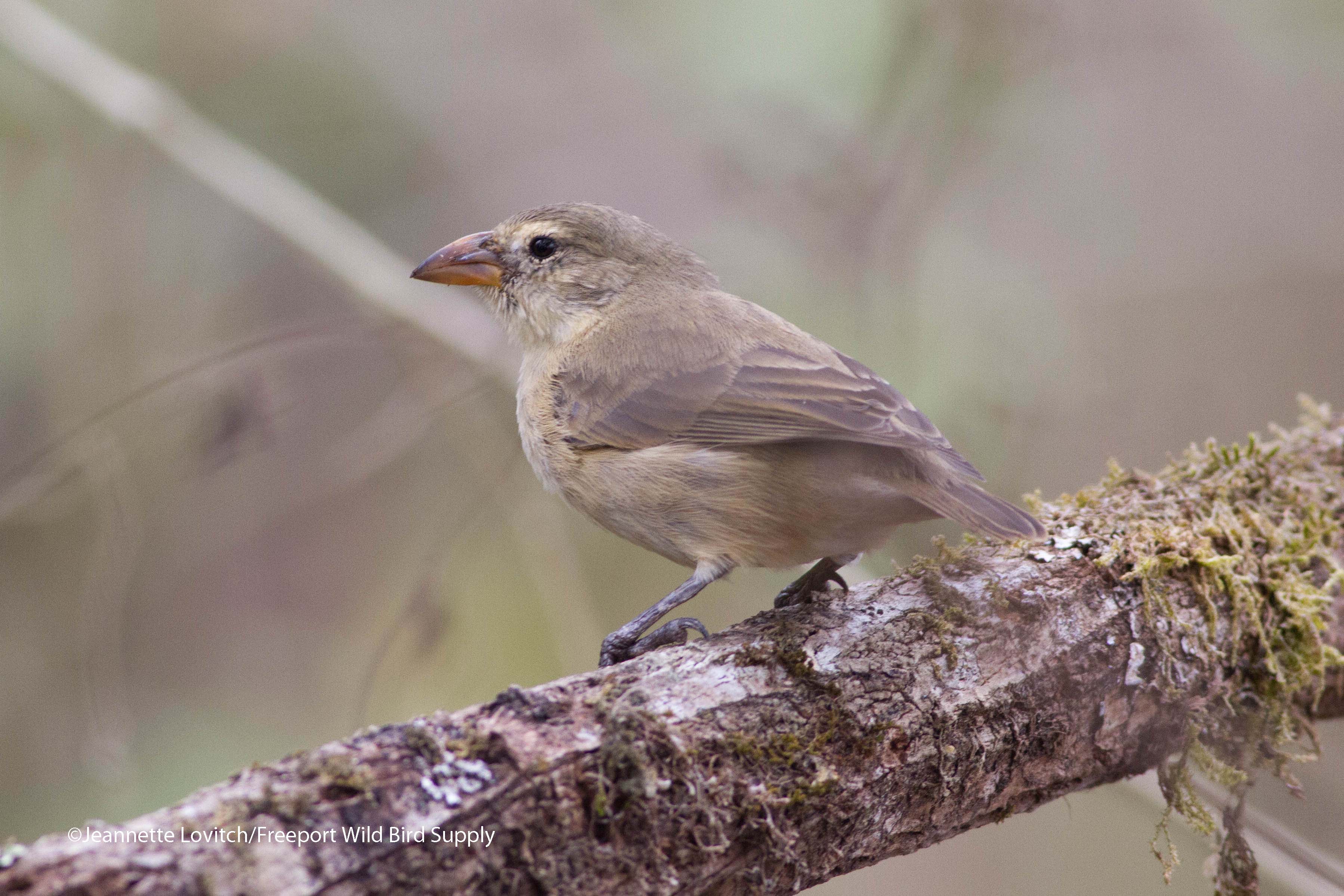 WoodpeckerFinch