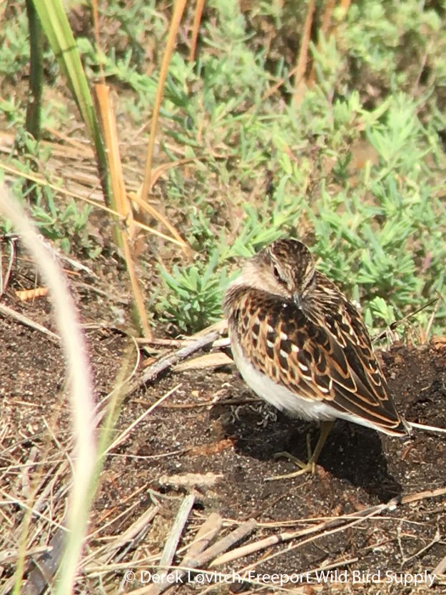 21.LESA,EasternRd_edited-1