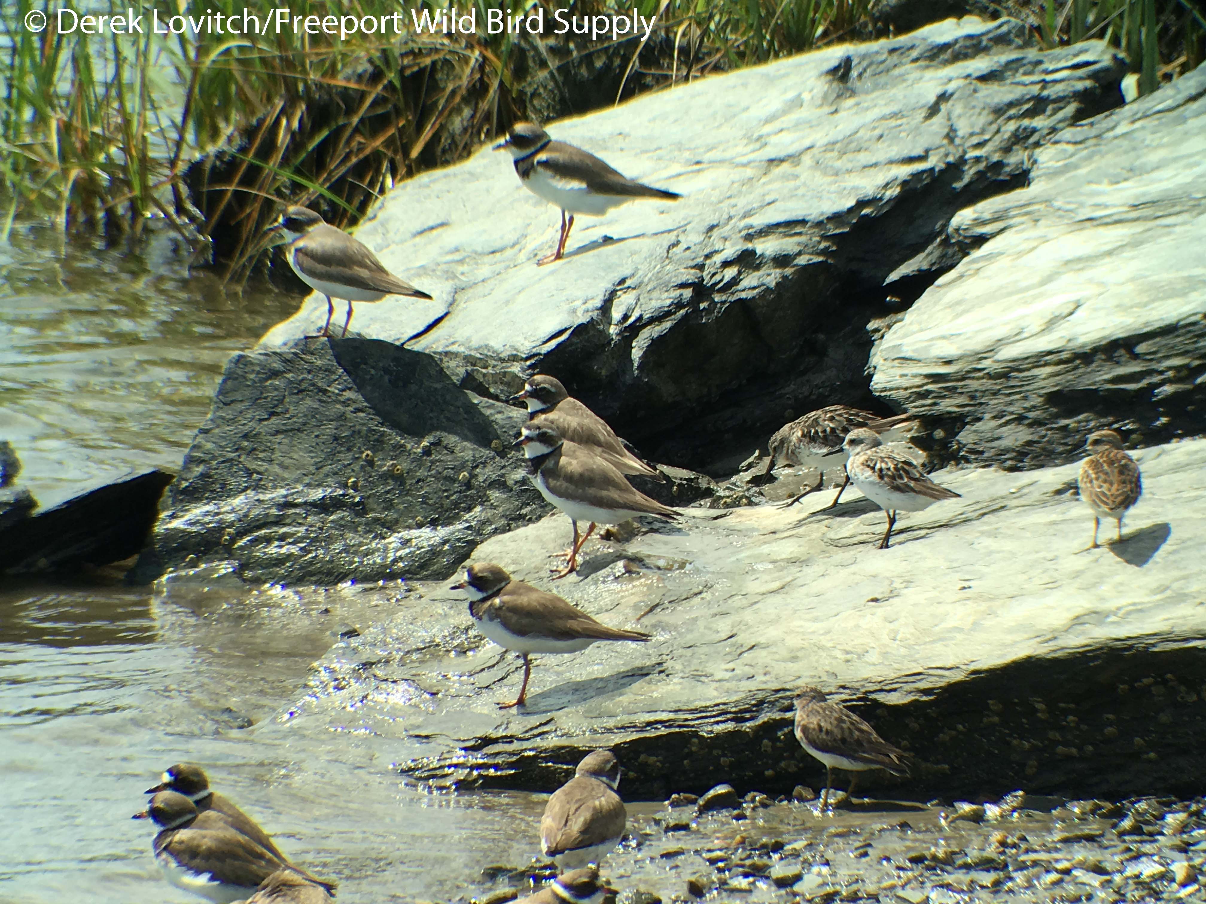 22.SESA,LESA,andSEPL1,Eastern Rd,8-14-16_edited-1