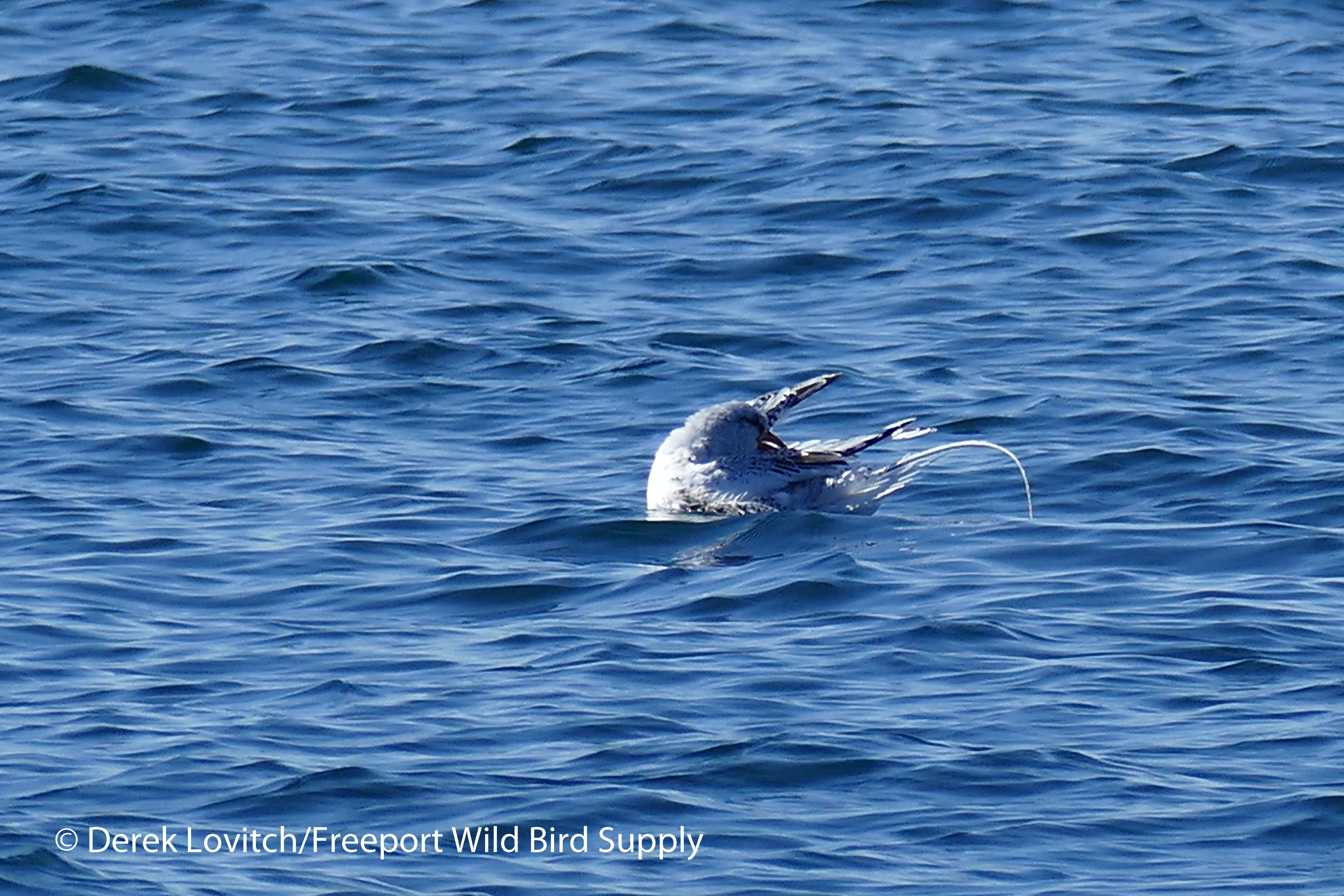 24. Troppy8_edited-1