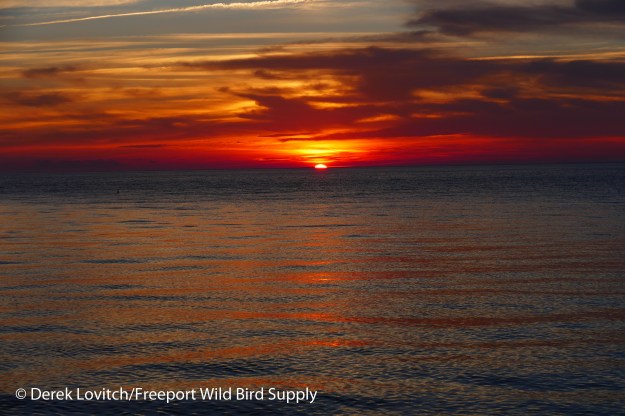 26. Seal Sunset 2_edited-1