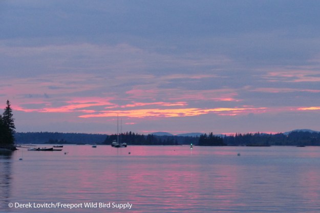 32. Green flash_edited-1