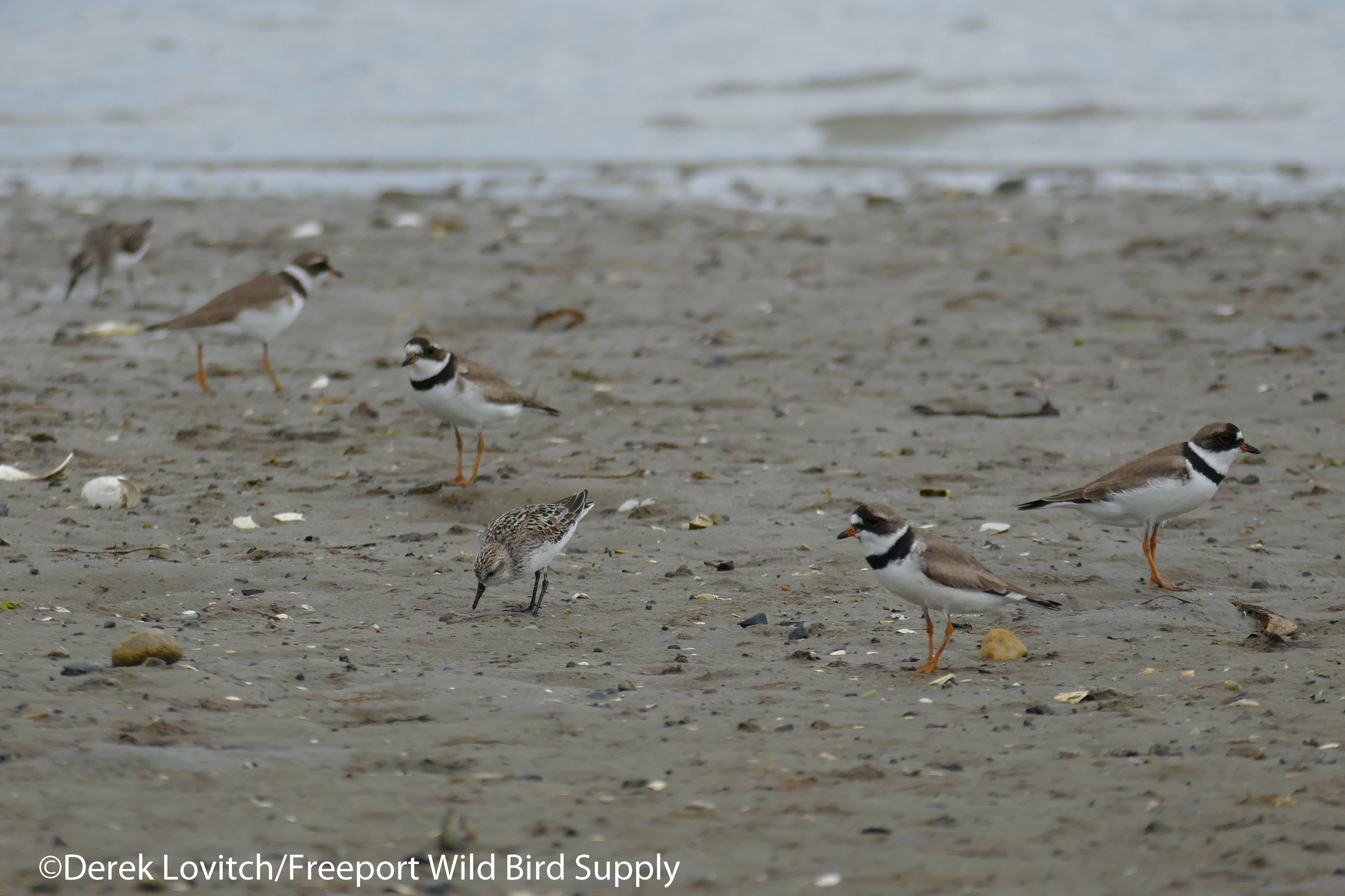 7. SEPL_SESA-group_edited-1