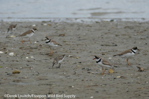 7. SEPL_SESA-group_edited-1