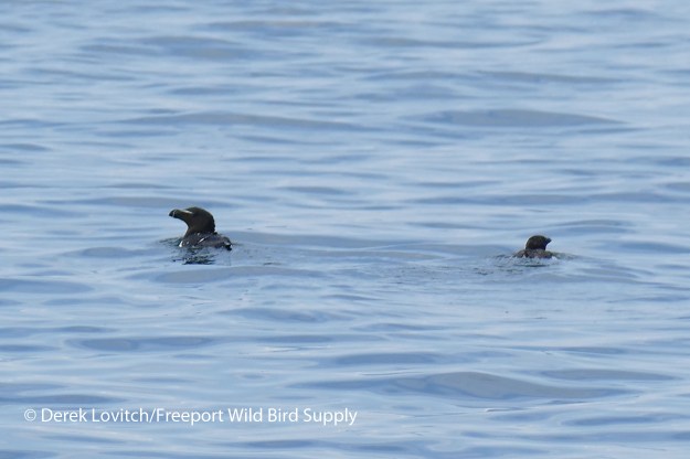 71. RAZO_juv1_edited-1