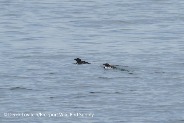 72. RAZO-juv4_edited-1