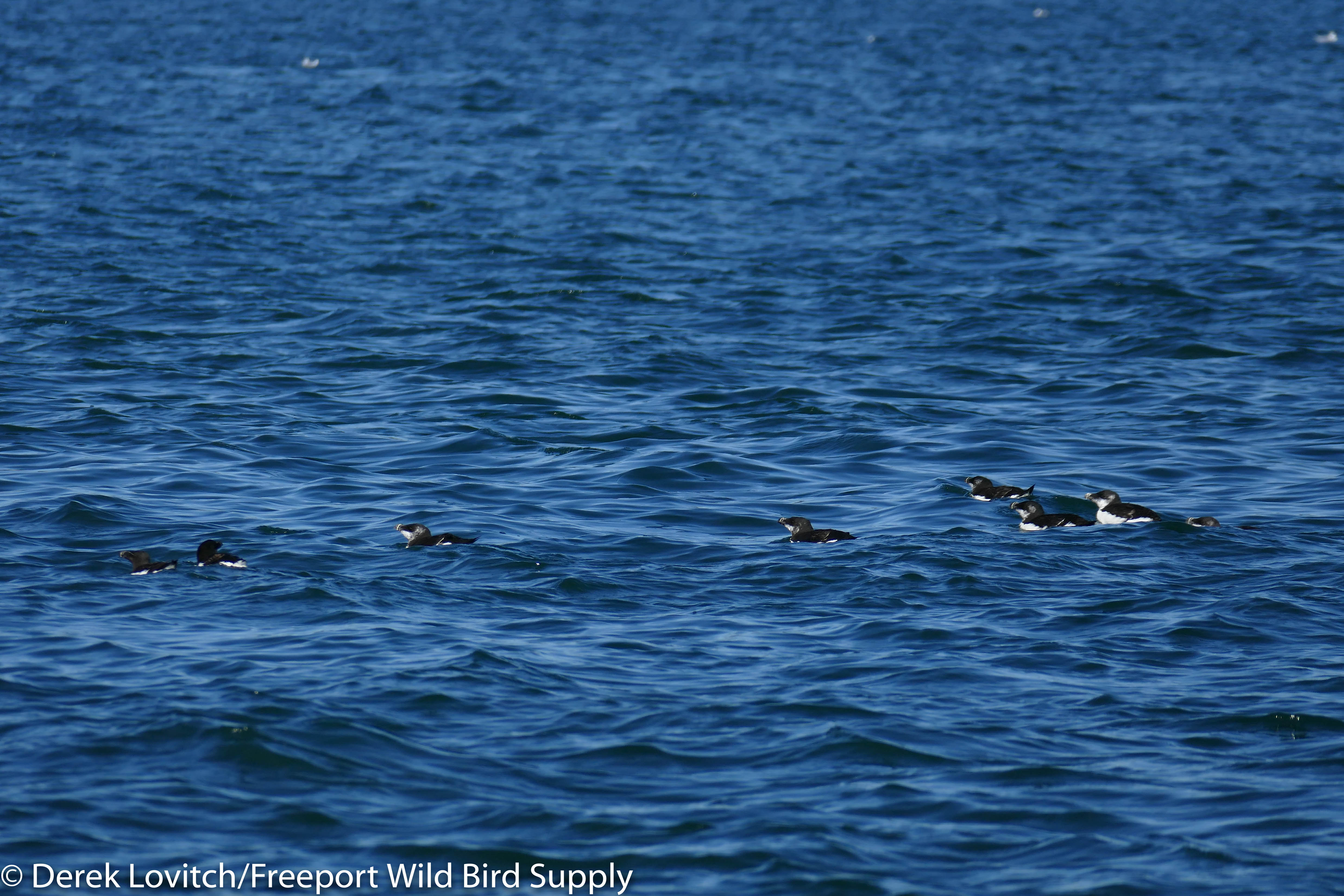 11. boat trip -RAZO2