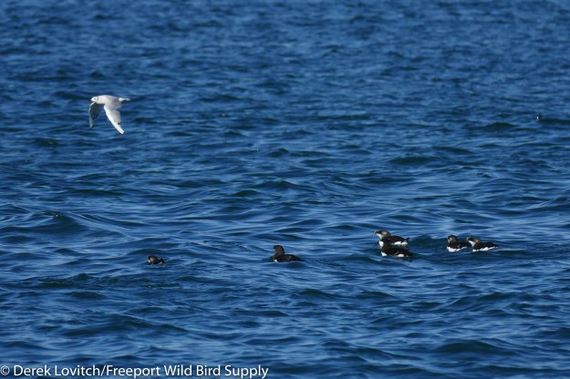 12. boat trip - RAZO3