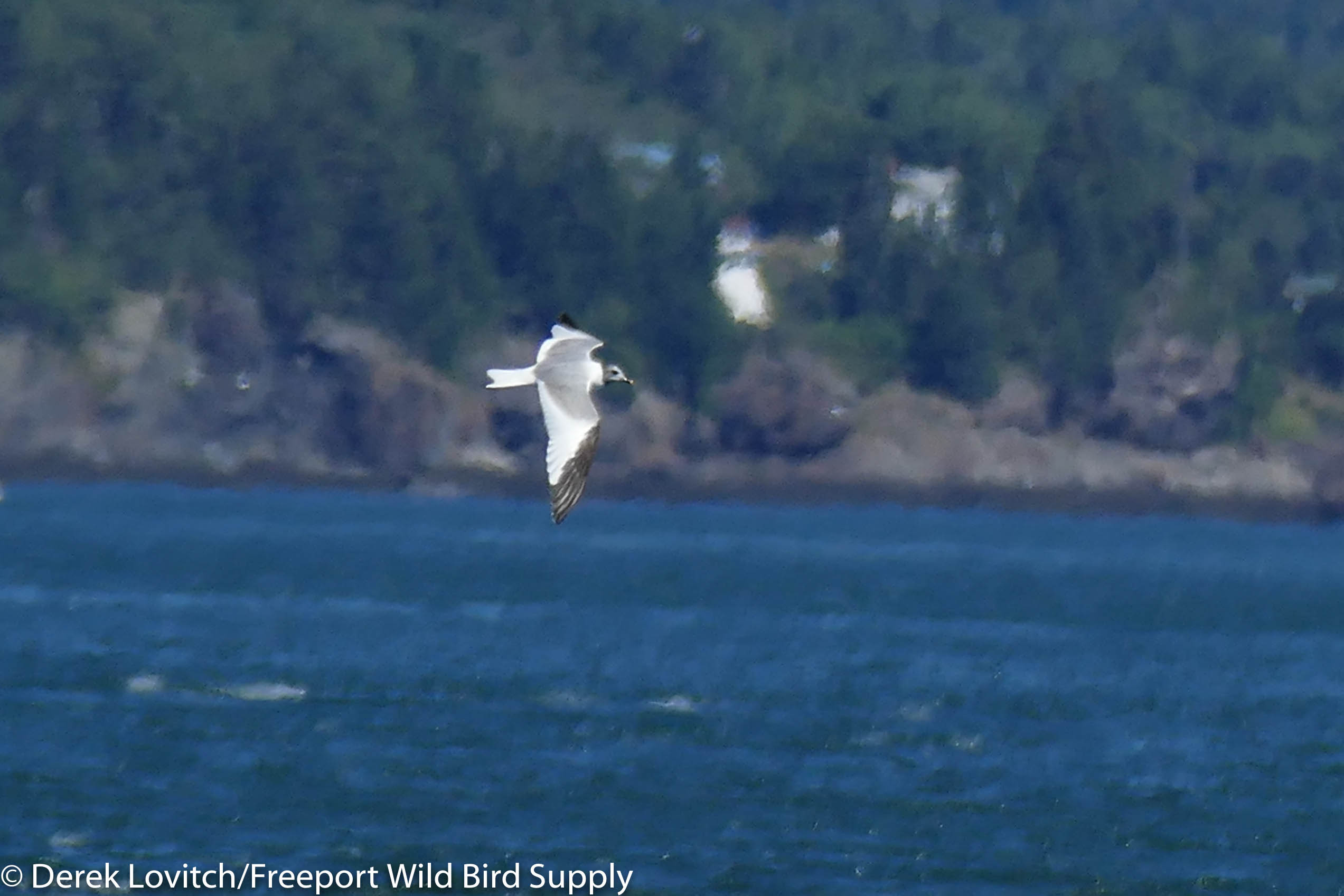 27. boat trip 18 - SAGU1