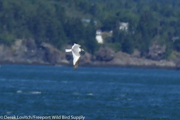 27. boat trip 18 - SAGU1