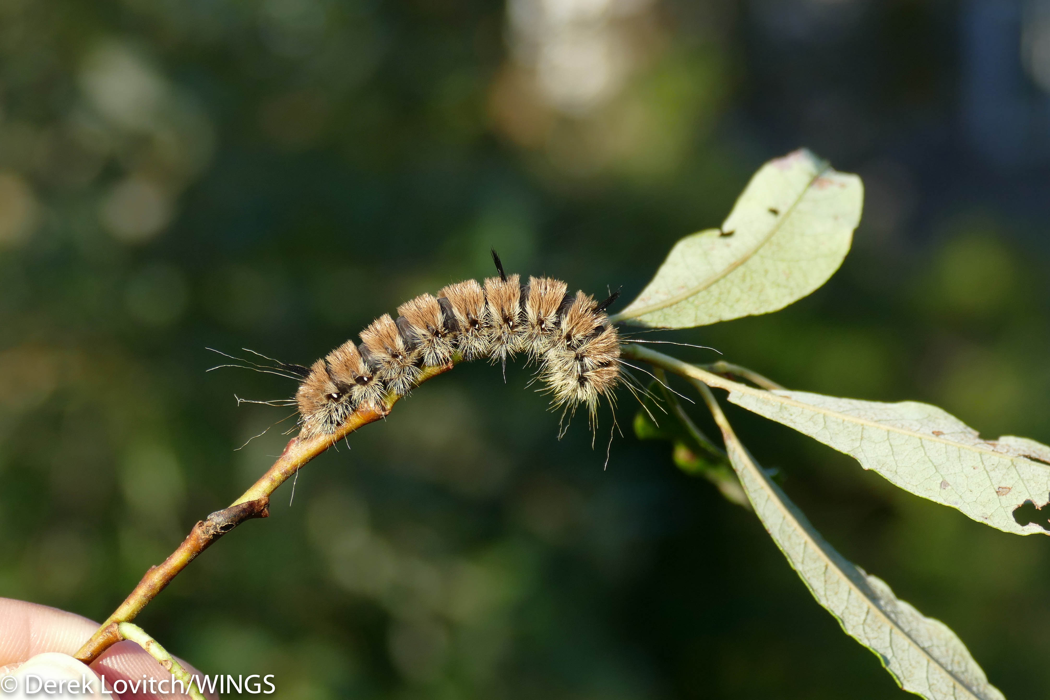 fuzzy-caterpillar-9-22