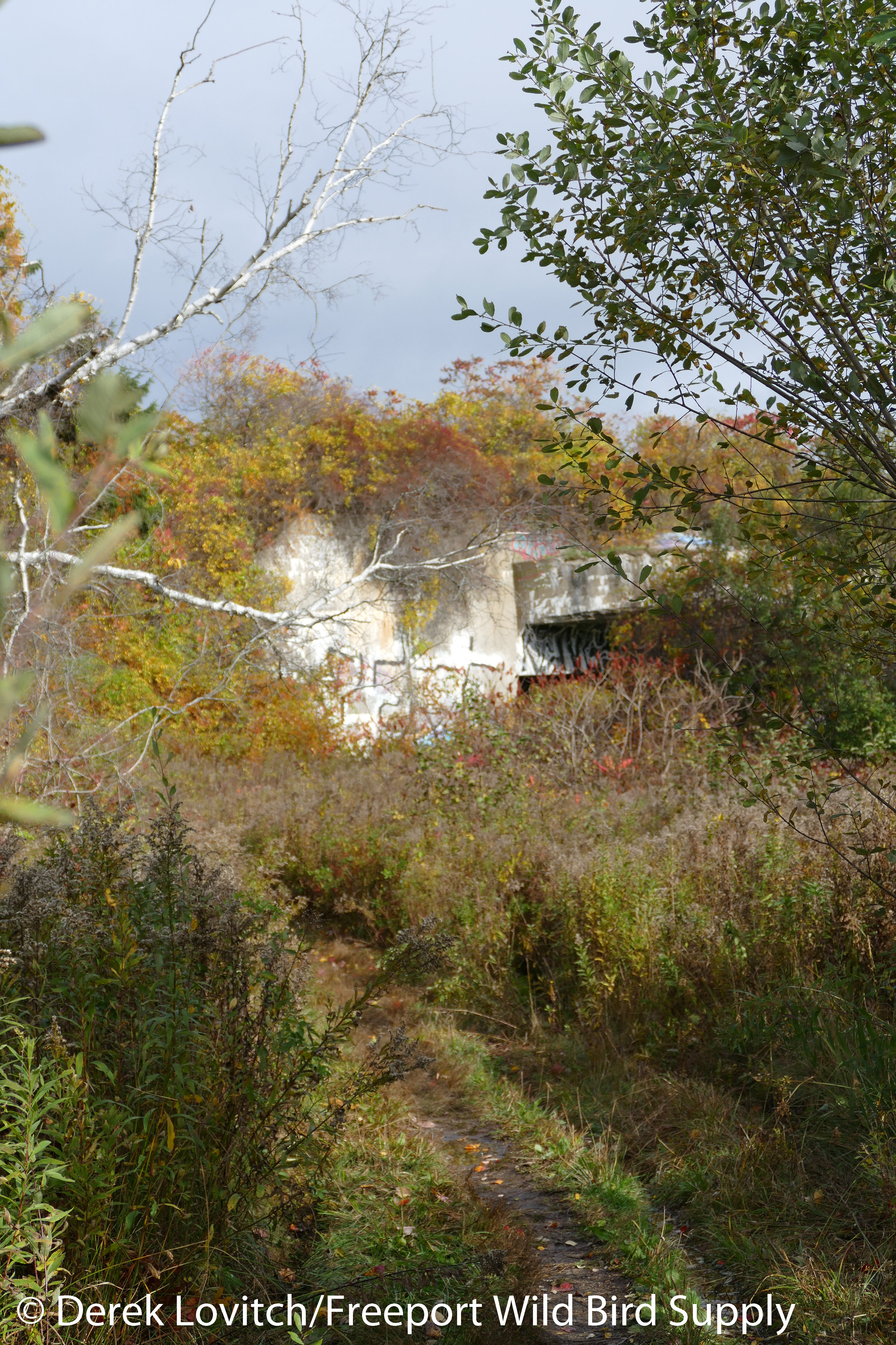 battery_steele1peaksisland10-23-16_edited-1