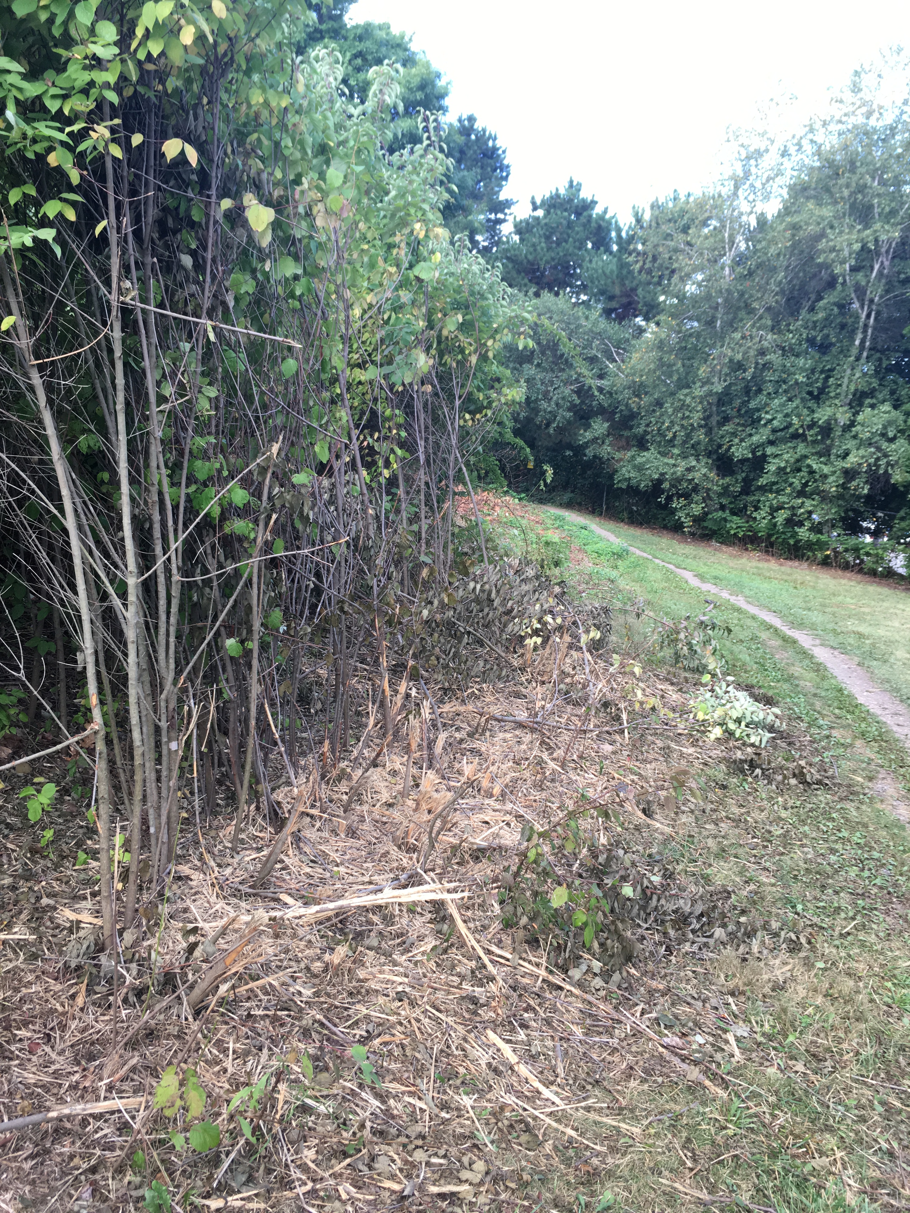 gray-stemmed-dogwood
