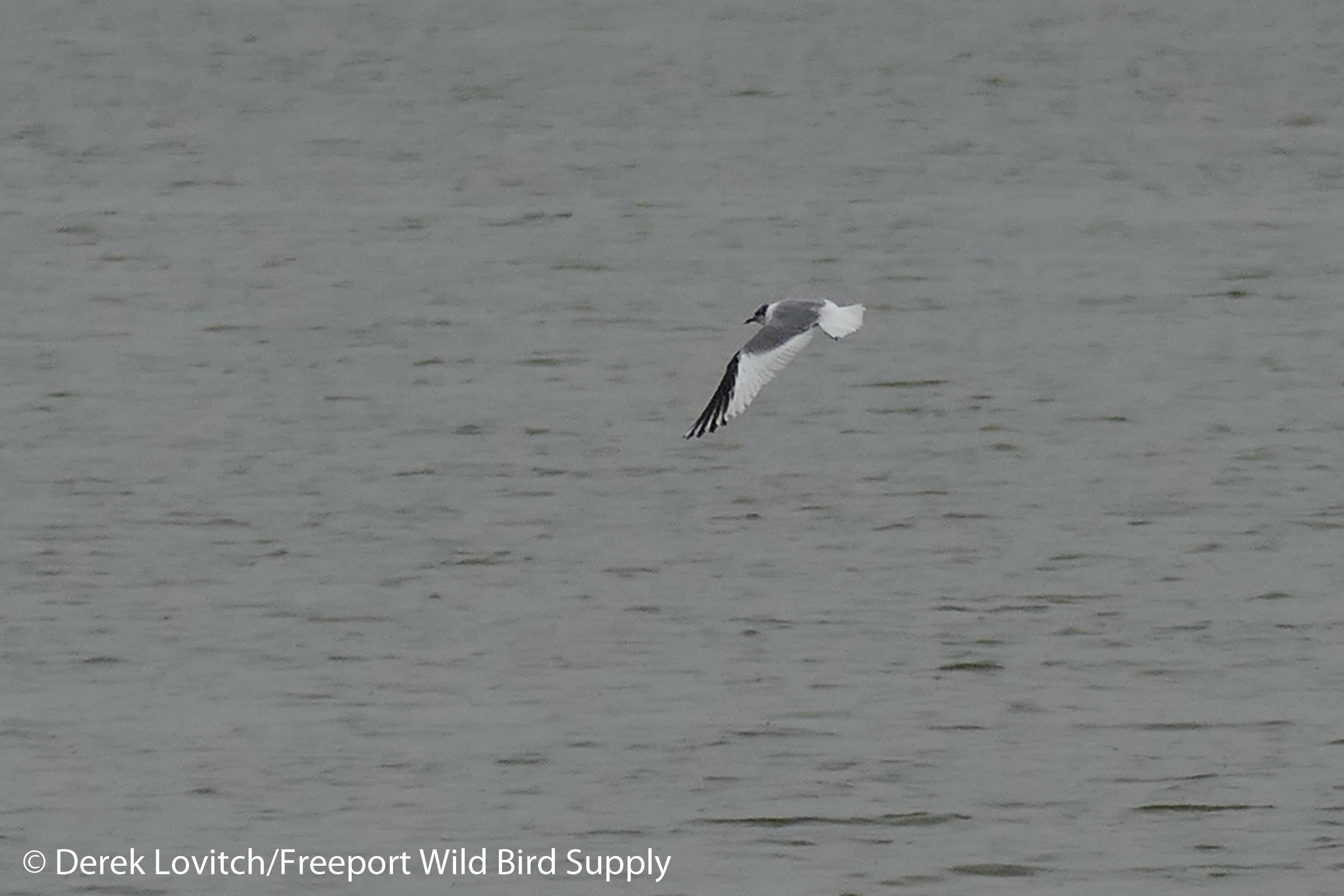 l1080280_sagu3_edited-1