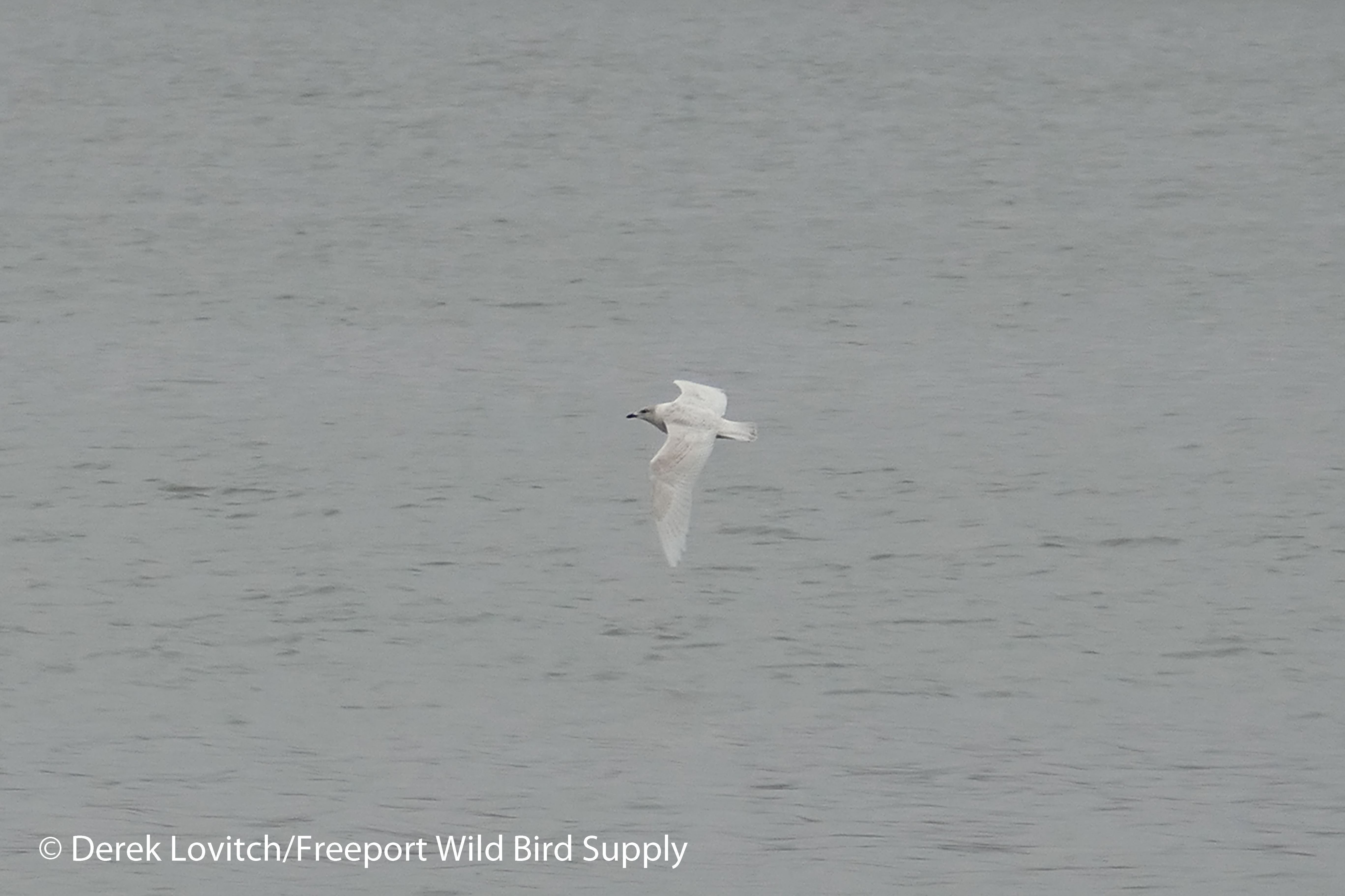 l1080288_icgusabattus10-29-16_edited-1