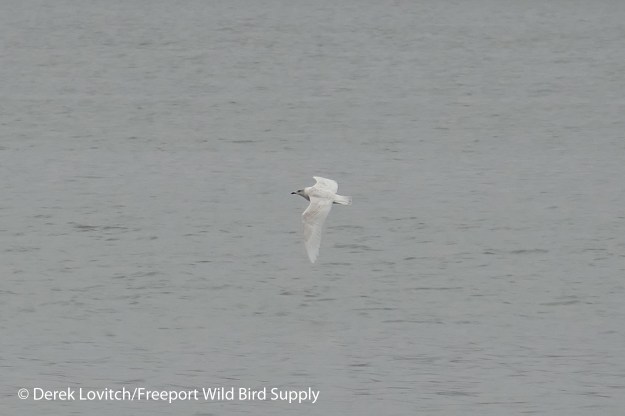 l1080288_icgusabattus10-29-16_edited-1