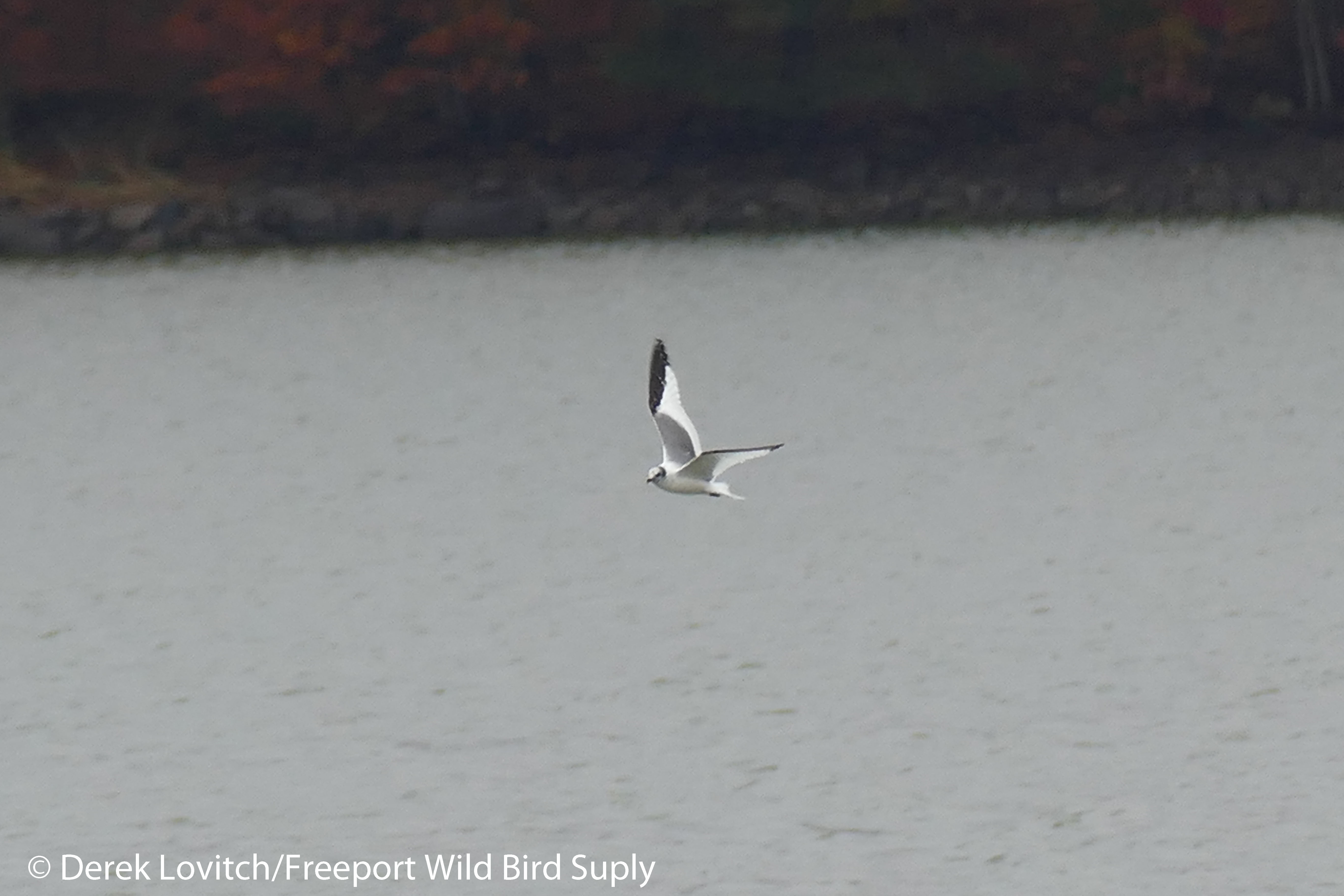 l1080338_sagu1_edited-1