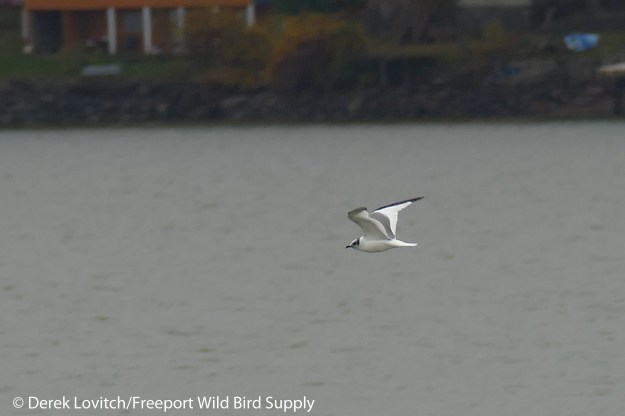 l1080346_sagu2_edited-1