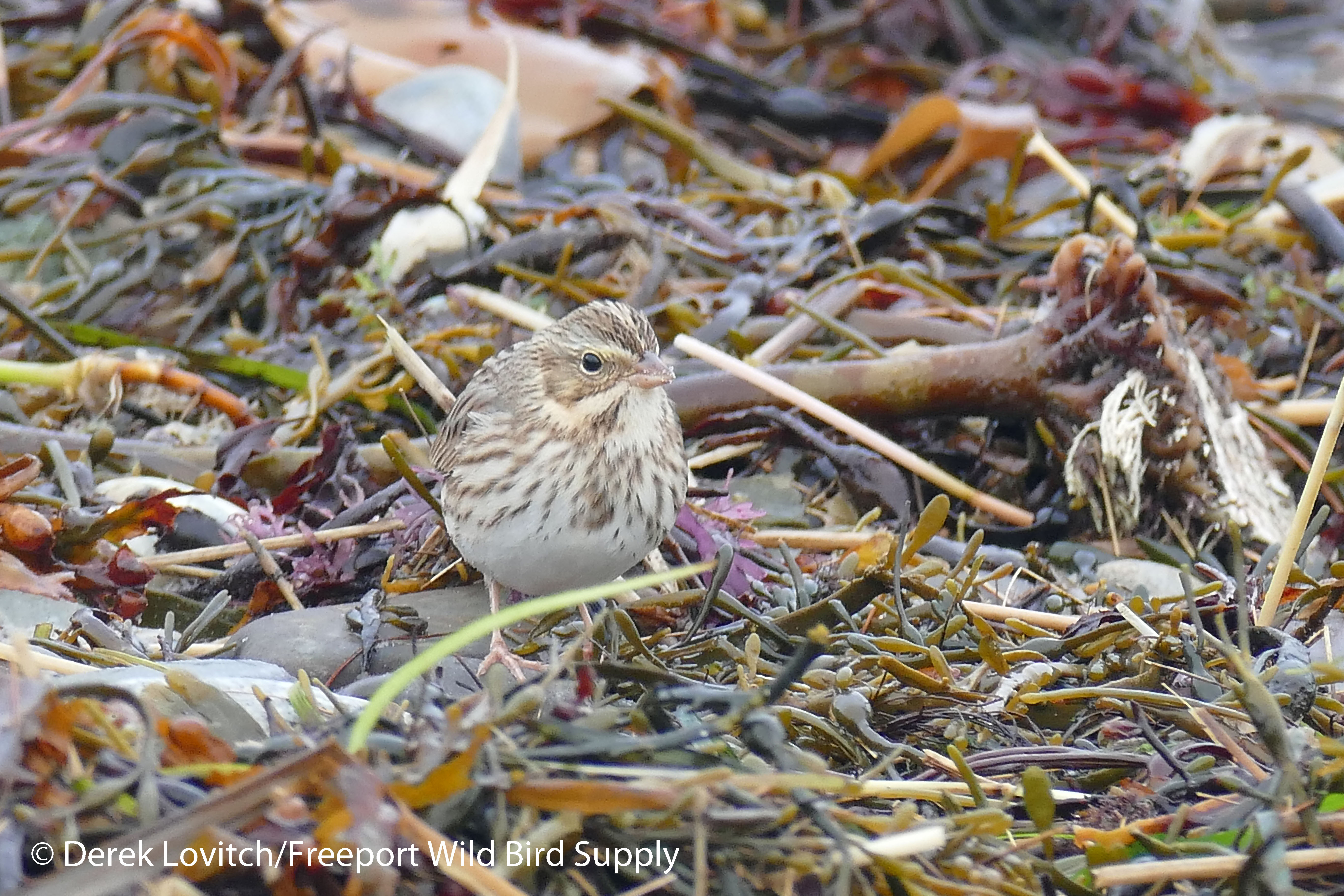 l1080390_ipsp1timberpoint10-30-16_edited-1