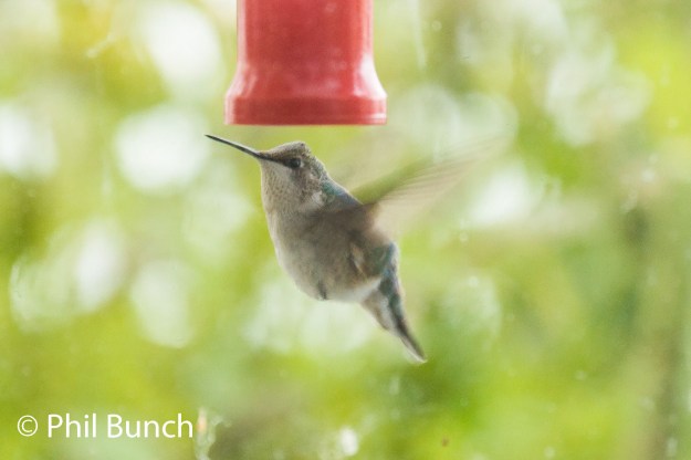 rthu_cousins_island11-10-16phil_bunch_edited-1