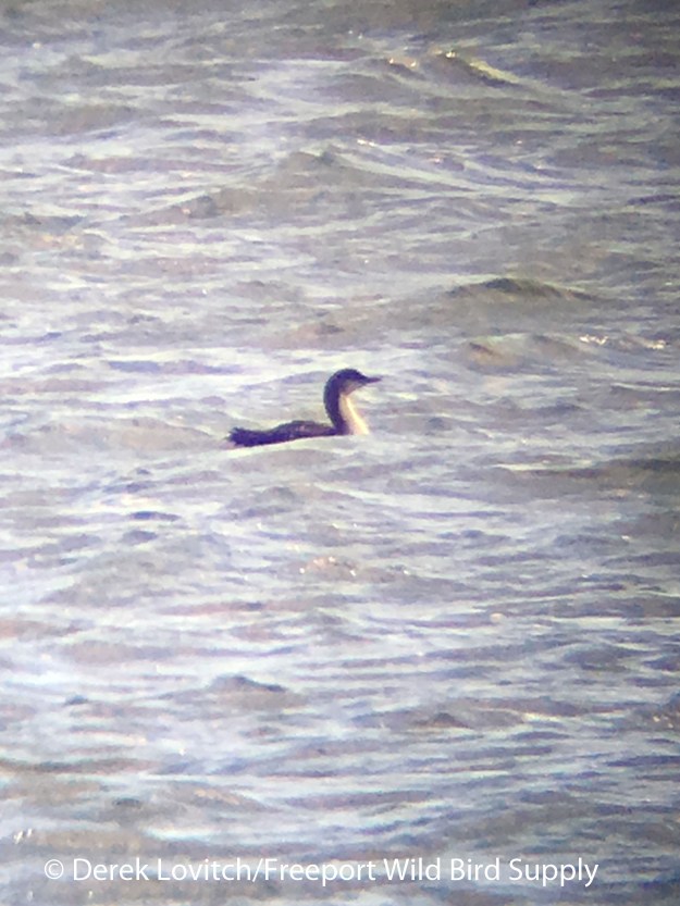 img_0952_paloeast_point12-2-16_edited-1