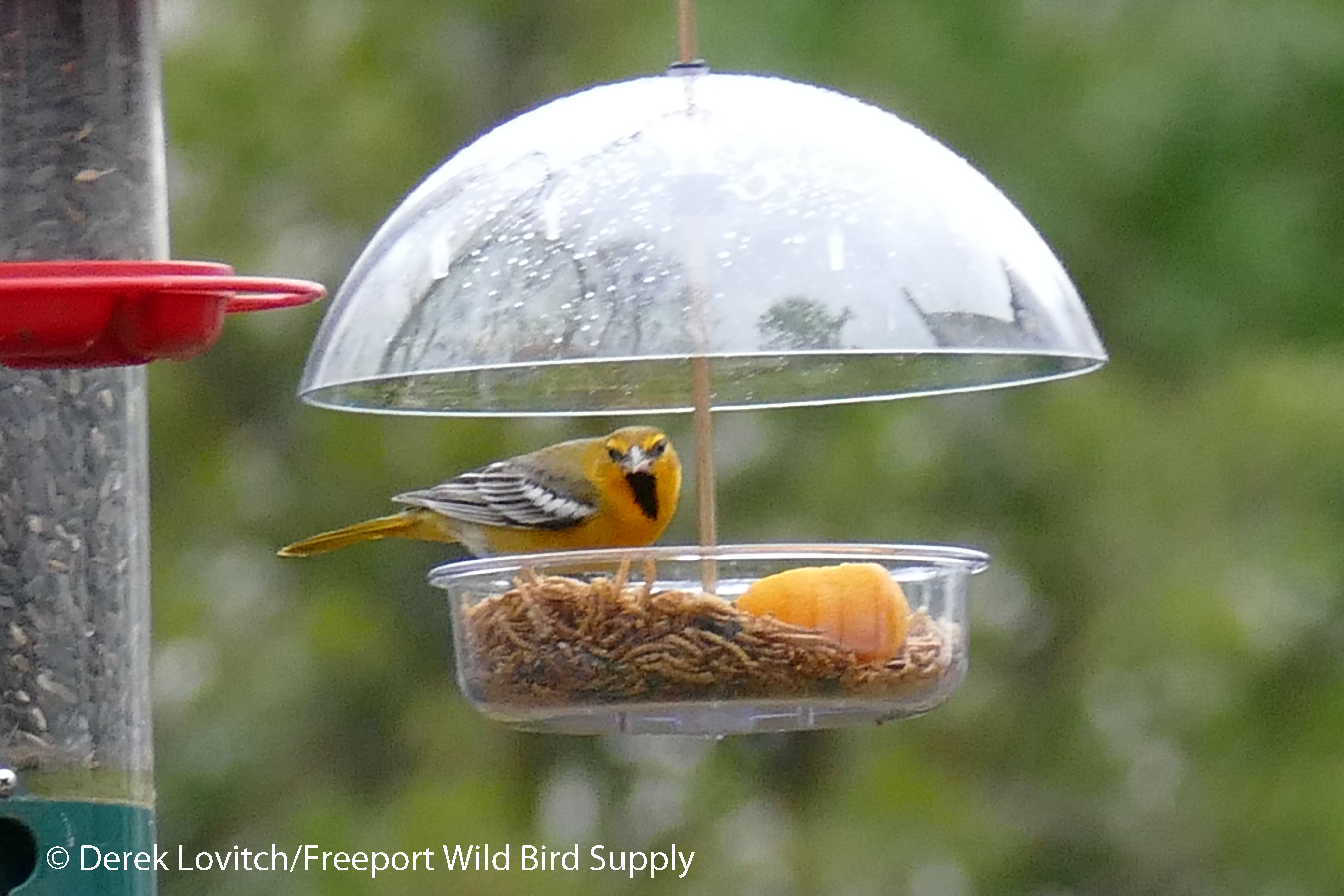 l1080679_buor1camden11-25-16-edited