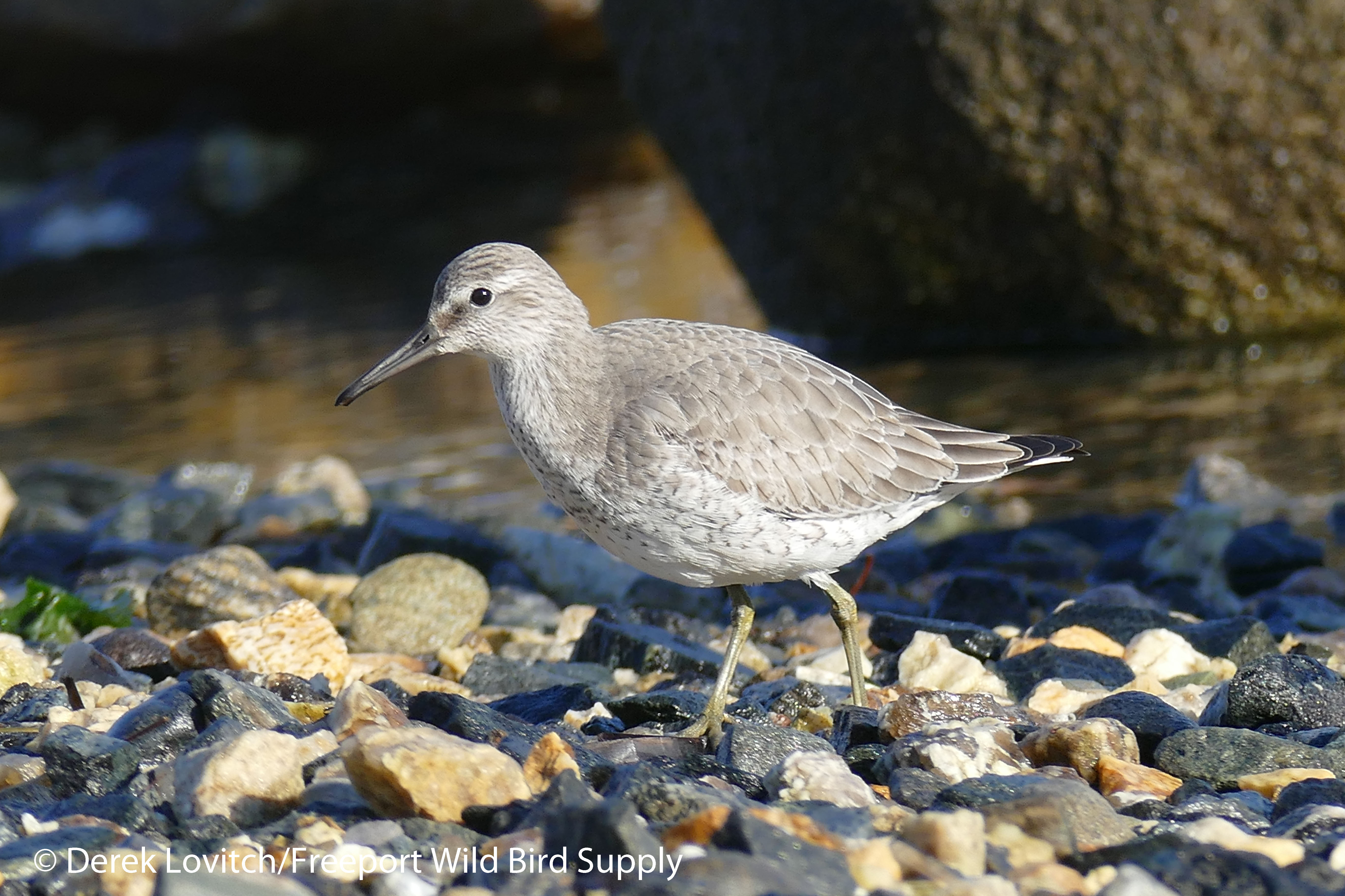 l1080753_rekn1_edited-1