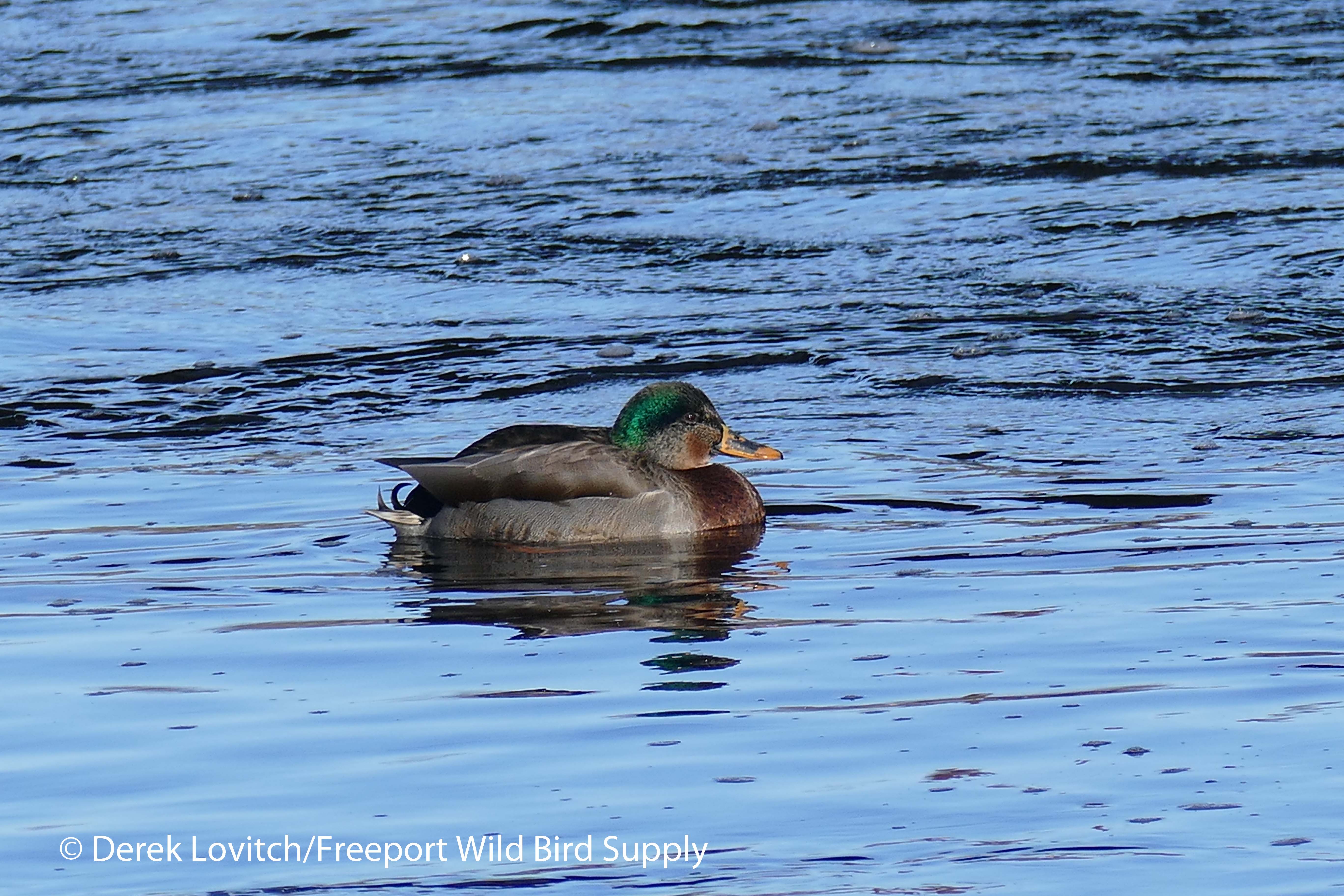 l1080790_odd_mallard1_edited-1