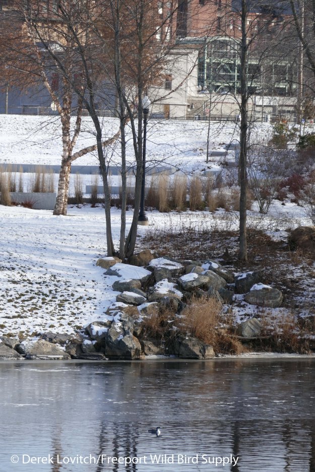 loon_from_riverwalk_edited-1