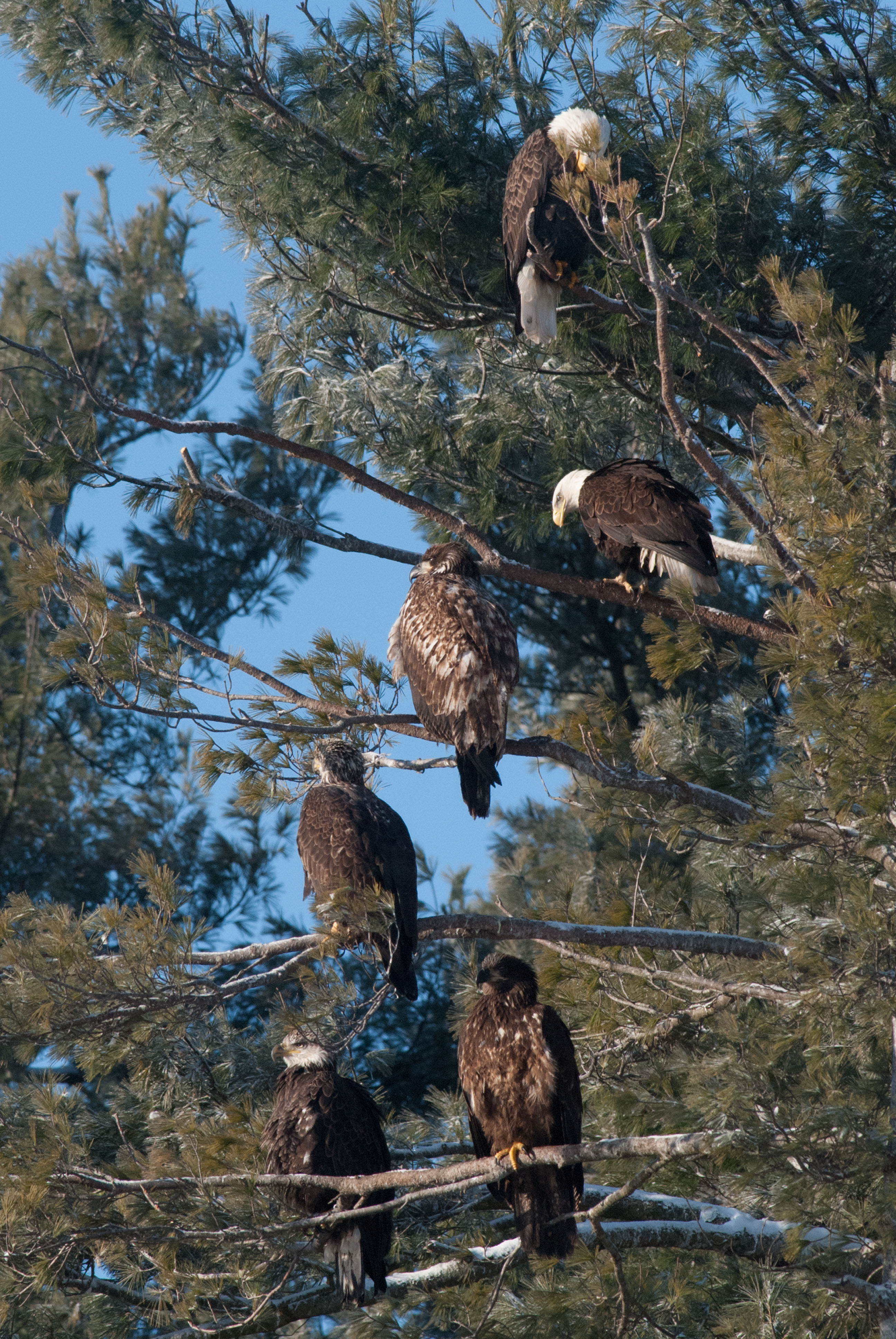 five_baeahatchhill1-16-15