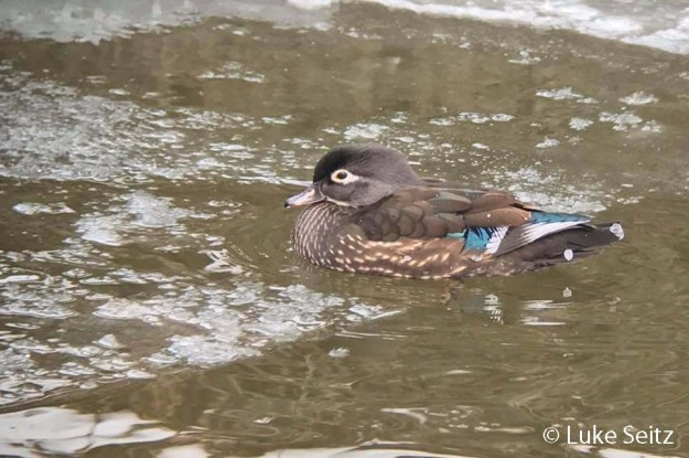 wood-duckmill-creek-park_edited-1