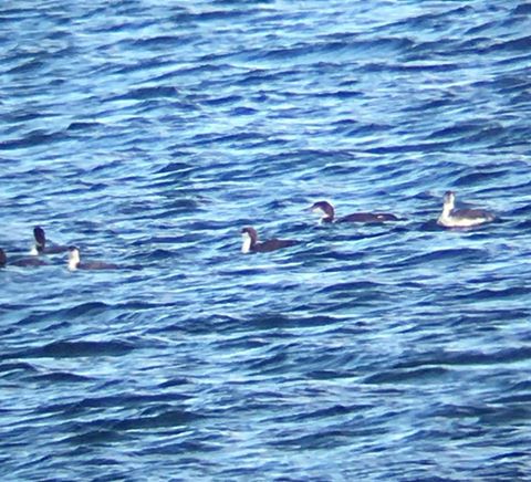 16388218_1538684886161460_2799068214130599250_n