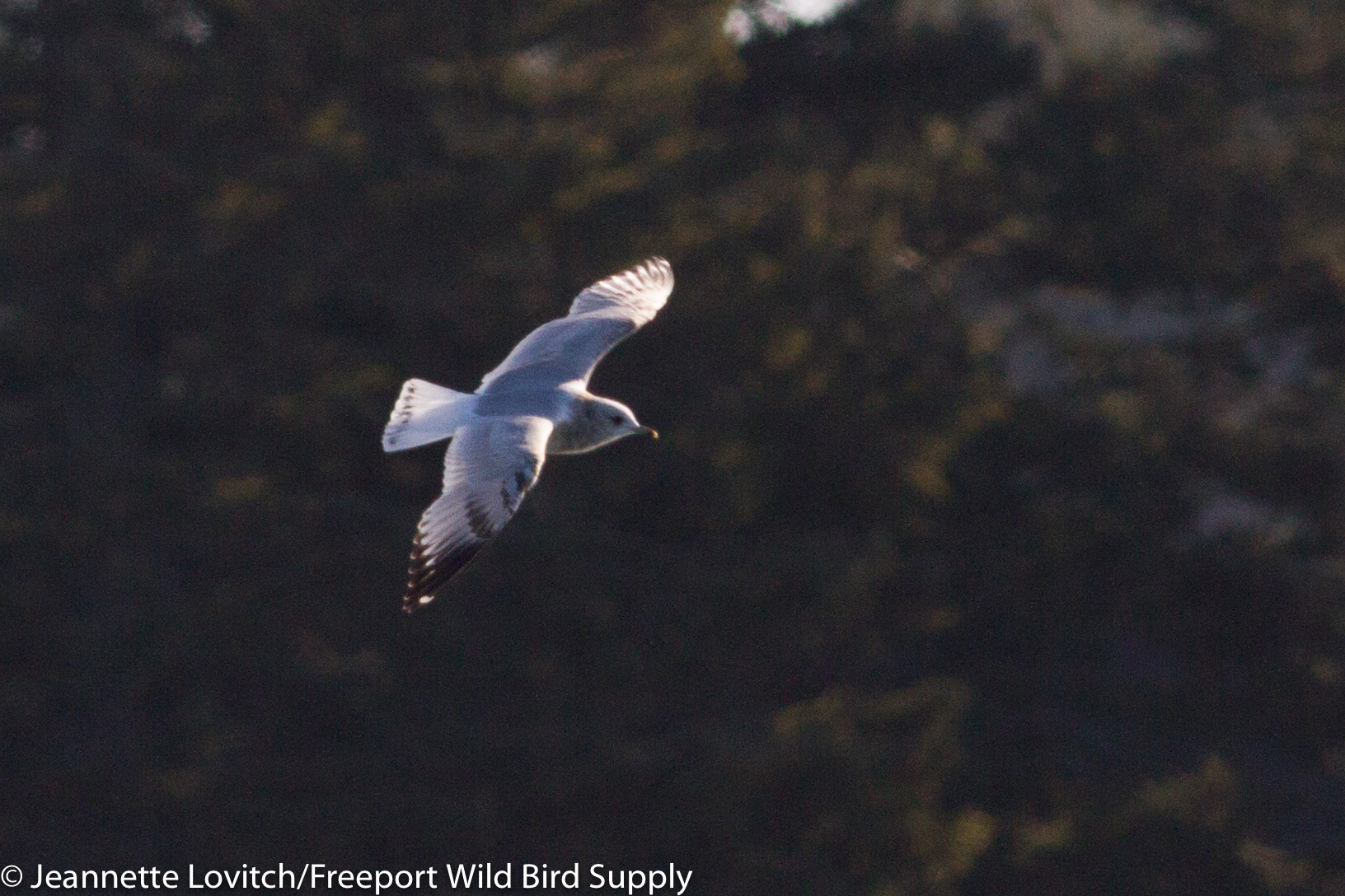 img_3149-edited-edited